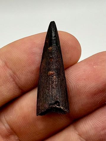 Siroccopteryx (Pterosauriër) tand - 31 mm beschikbaar voor biedingen
