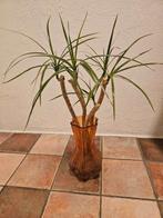 dracenea marginata stekjes, Ophalen, Overige soorten, Halfschaduw, Minder dan 100 cm