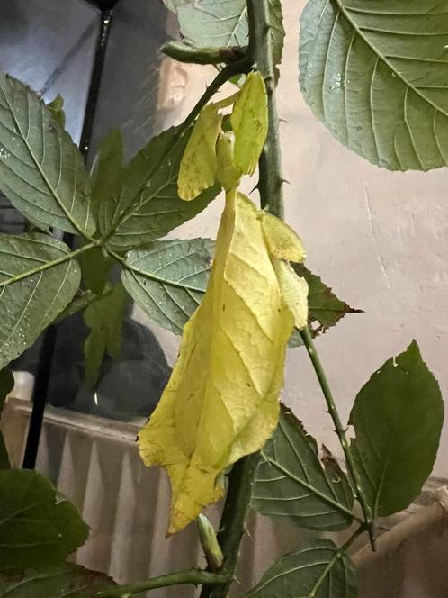 Wandelende blad ( 2 volwassen vrouwen en 10 nimfen), Dieren en Toebehoren, Insecten en Spinnen, Wandelende tak