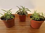 Kalanchoë - bommenwerper - mother of thousands - broedplantj, Huis en Inrichting, Kamerplanten, Ophalen, Overige soorten, Minder dan 100 cm