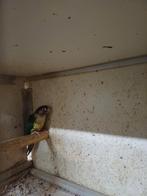 Man + pop pyrrhura, Dieren en Toebehoren, Vogels | Parkieten en Papegaaien, Meerdere dieren, Parkiet, Geringd