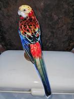 Super mooie opgezette  veel kleurige rossella parkiet, Verzenden, Nieuw, Vogel, Opgezet dier