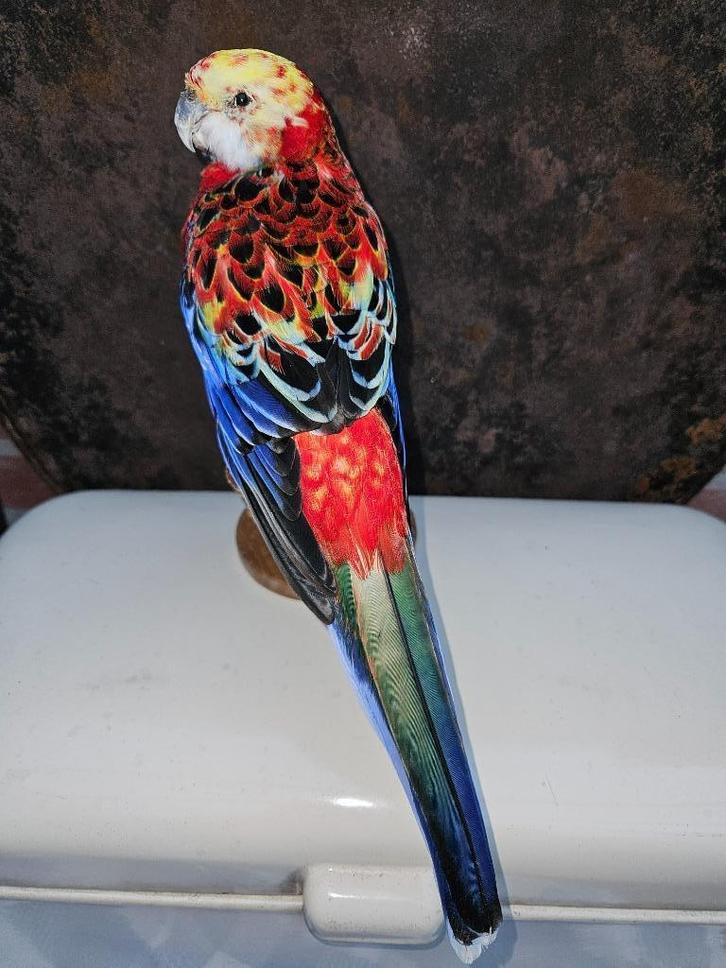 Super mooie opgezette  veel kleurige rossella parkiet, Verzamelen, Dierenverzamelingen, Nieuw, Opgezet dier, Vogel, Verzenden