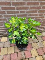 Pseudopanax lessonii 'Gecko Gold', Ophalen, Zomer, Overige soorten, Volle zon