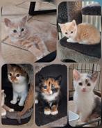 Prachtige kittens., Meerdere dieren, Kortharig, 0 tot 2 jaar