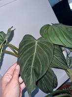 philodendron glorious stek, Huis en Inrichting, Kamerplanten, Ophalen of Verzenden, Halfschaduw, Minder dan 100 cm