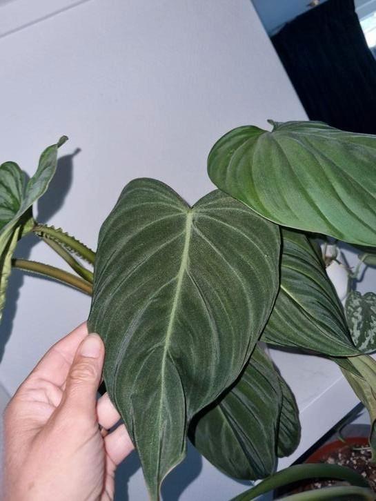philodendron glorious stek, Huis en Inrichting, Kamerplanten, Minder dan 100 cm, Halfschaduw, Ophalen of Verzenden