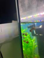 Posthoorn slak roze, Dieren en Toebehoren, Slak of Weekdier