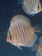 super mooie jonge discusvissen, panthera, Dieren en Toebehoren, Vissen | Aquariumvissen, Vis