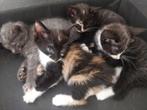 Selling Kittens, Dieren en Toebehoren, Katten en Kittens | Overige Katten