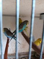 Grasparkieten, Dieren en Toebehoren, Vogels | Parkieten en Papegaaien, Meerdere dieren, Parkiet