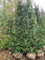 Thuja Plicata Excelsa coniferen in alle maten, Ophalen of Verzenden, Conifeer, Haag, 100 tot 250 cm