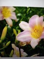 Hemerocallis catherine woodbury daglelie per pot 3.50/4.20, Overige soorten, Volle zon, Vaste plant, Ophalen of Verzenden