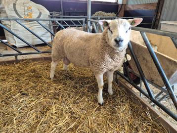 Engelse texelaar ram. Overjarig. Zwoegervrij gecertificeerd  beschikbaar voor biedingen