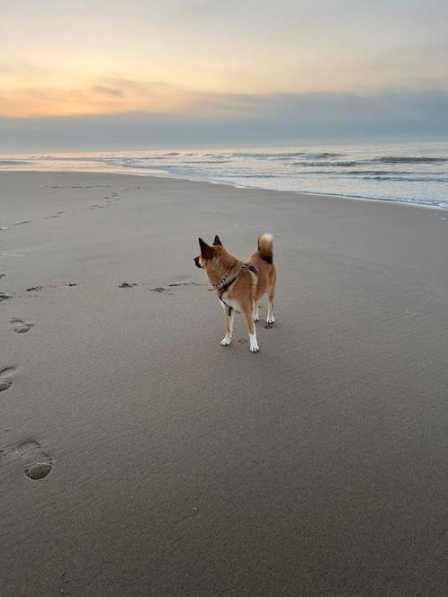 Hondenoppas aangeboden, Dieren en Toebehoren, Honden-accessoires, Nieuw, Ophalen of Verzenden