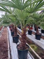 Winterharde  Trachycarpus Fortunei, Tuin en Terras, Planten | Tuinplanten, Ophalen