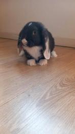 Jonge hangoorkonijnen te koop, Vrouwelijk, Groot