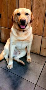 Dekreu, Rabiës (hondsdolheid), Reu, Eén hond, 3 tot 5 jaar