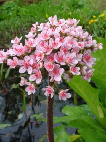 darmera peltata moerasplant voor langs vijver schildblad