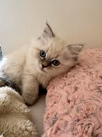 Britse langhaar x Siberische kitten, Kater, Ontwormd