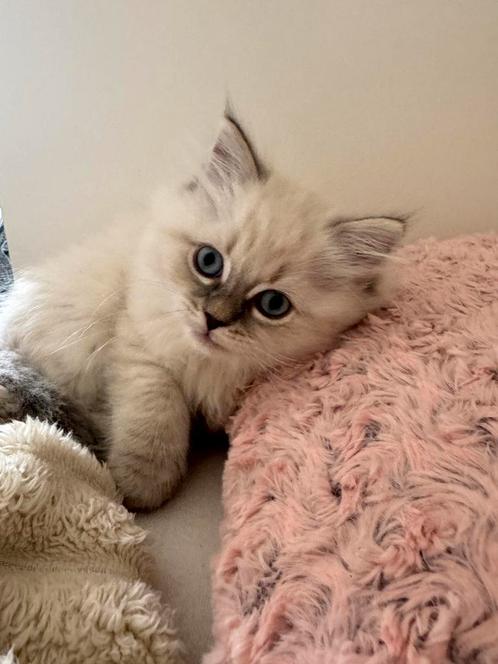 Britse langhaar x Siberische kitten, Dieren en Toebehoren, Katten en Kittens | Raskatten | Langhaar, Kater, Ontwormd