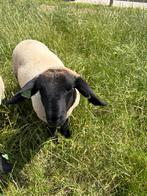 Suffolk ram lammetje, Mannelijk, Schaap