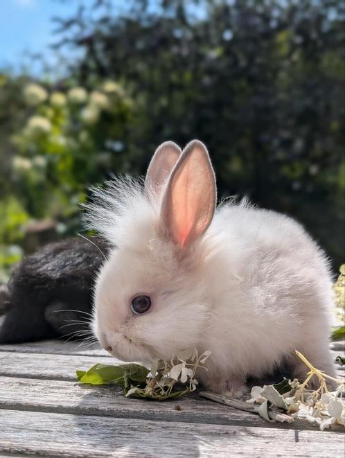 Kleine konijntjes te koop, Dieren en Toebehoren, Konijnen, Dwerg, Meerdere dieren