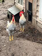 2 jonge leghorn isabelle hanen, Mannelijk, Kip
