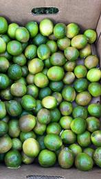 Gratis limoenen, Tuin en Terras, Ophalen