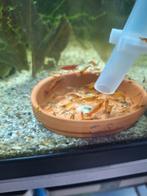Oranje garnalen, Dieren en Toebehoren, Vissen | Aquariumvissen, Kreeft, Krab of Garnaal