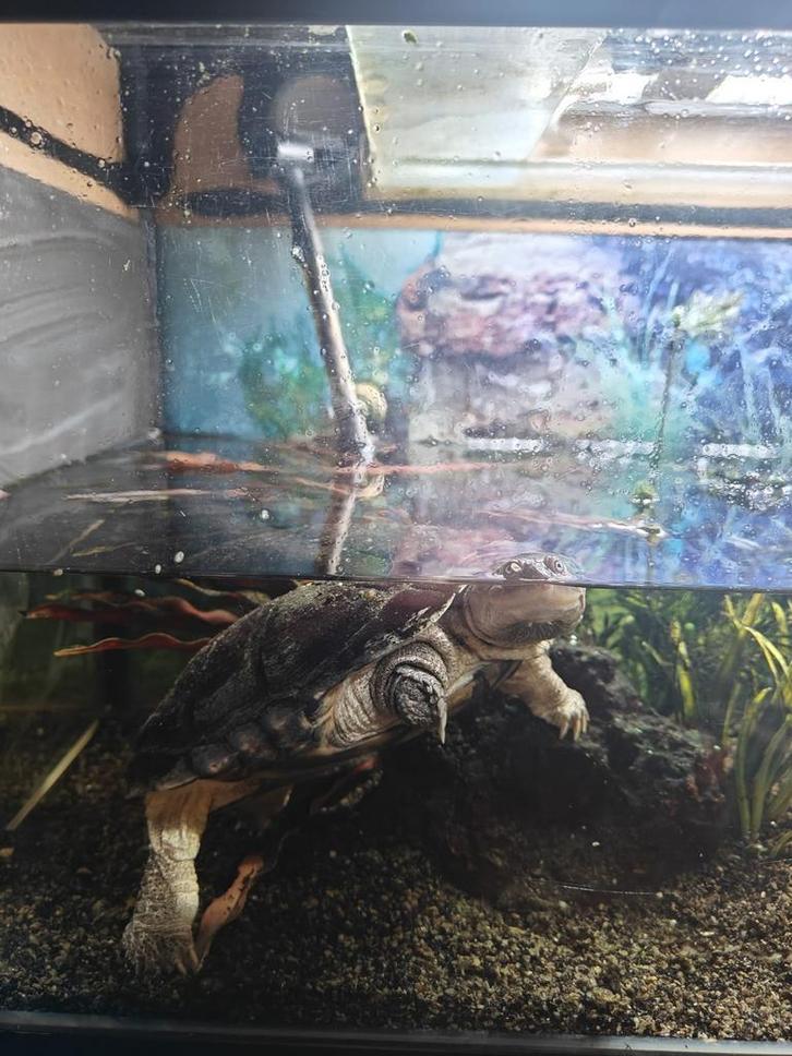Waterschildpad met aquarium