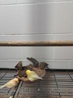 Mexicaanse roodmussen, Meerdere dieren