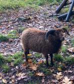 Ouessant bokje ram schaap, Dieren en Toebehoren, Schapen, Geiten en Varkens, Mannelijk, Schaap