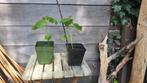 Mooie peperplantjes, BIOLOGISCH, Ophalen, Zomer, Volle zon