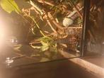 Eitjes Australische Flappentak (Extatosoma Tiaratum), Dieren en Toebehoren, Insecten en Spinnen, Wandelende tak