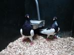Eksterduiven | Doffers en duivinnen | Passend advies, Meerdere dieren, Kip