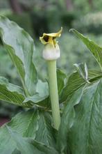 Arisaema flavum (cobra lelie) mooie schaduwplant, Ophalen, Zomer, Overige soorten, Volle zon
