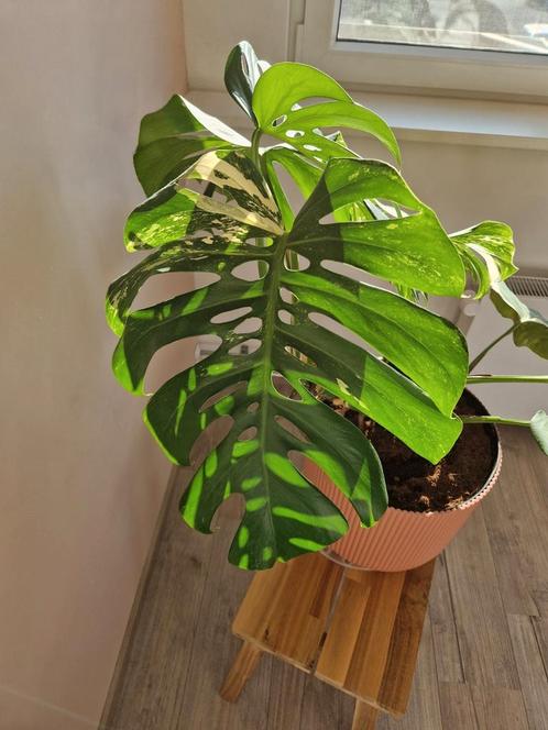 Monstera Variegata Albo met 7 bladeren, Huis en Inrichting, Kamerplanten, Overige soorten, Minder dan 100 cm, Ophalen