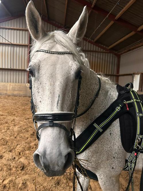 Bijrijder verzorger gezocht, Dieren en Toebehoren, Paarden en Pony's | Verzorgingsproducten, Zo goed als nieuw, Ophalen