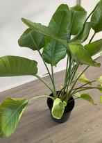 Paradijsvogel plant (Strelitzia nicolai), Huis en Inrichting, Kamerplanten, Ophalen, 100 tot 150 cm, Overige soorten, Halfschaduw