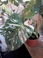 MONSTERA VARIEGATA MARYLIN, Ophalen of Verzenden, Overige soorten, Halfschaduw, Minder dan 100 cm