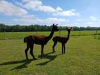 Bruine en witte kwaliteit alpaca merries met AAB stamboom, Dieren en Toebehoren, Overige Dieren, Juli, Meerdere dieren