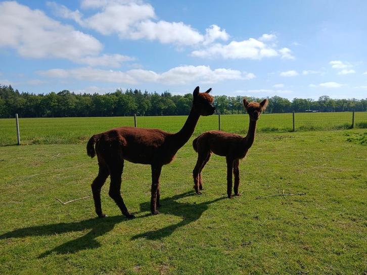 Bruine en witte kwaliteit alpaca merries met AAB stamboom, Dieren en Toebehoren, Overige Dieren, Meerdere dieren, Juli