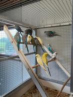 Meerdere jonge grasparkieten te koop., Dieren en Toebehoren, Vogels | Parkieten en Papegaaien, Meerdere dieren, Parkiet, Geringd