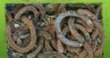 Gebruikte Hoefijzers beschikbaar voor biedingen