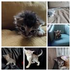 Mooie kittens Maine Coon x Chartreux, Dieren en Toebehoren, Katten en Kittens | Overige Katten, Meerdere dieren, 0 tot 2 jaar