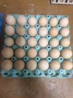 gezocht!! Broedeieren sierkippen, Dieren en Toebehoren, Pluimvee, Geslacht onbekend, Kip