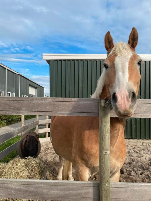 Stalling voor shetlandpony aangeboden, Dieren en Toebehoren, Stalling en Weidegang, Stalling, 1 paard of pony