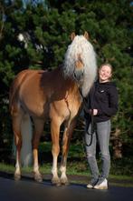 bijrijd paard gezocht, Dieren en Toebehoren, Ophalen of Verzenden