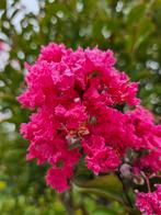 Lagerstroemia indica purple / paarse bloemen / multistam ‼️, Tuin en Terras, Planten | Bomen, 250 tot 400 cm, Zomer, Ophalen, Volle zon